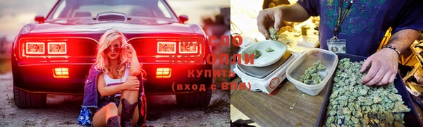 гашик Новозыбков